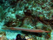 RIMG0639