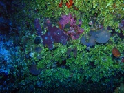 RIMG0651