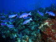 RIMG0667