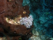 RIMG0668