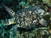 RIMG0675