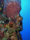 RIMG0686