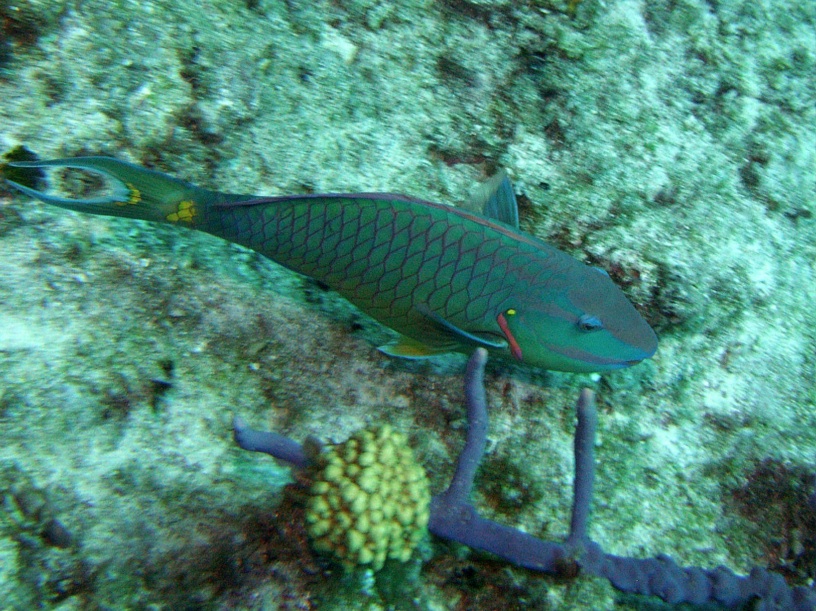 RIMG0787