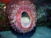 RIMG0772