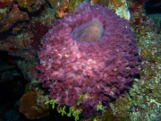 RIMG0781