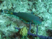 RIMG0787