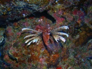 RIMG0799