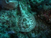 RIMG0833