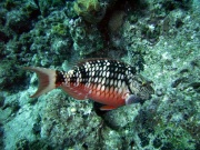 RIMG0848