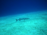 RIMG0849