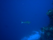 RIMG0864