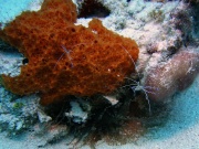 RIMG5532