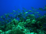 RIMG2647