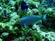 RIMG2679