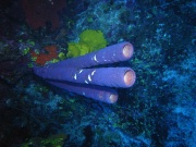 RIMG2731