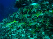 RIMG2773