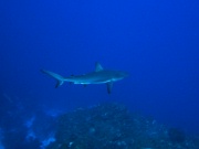 RIMG2838