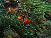 RIMG1495