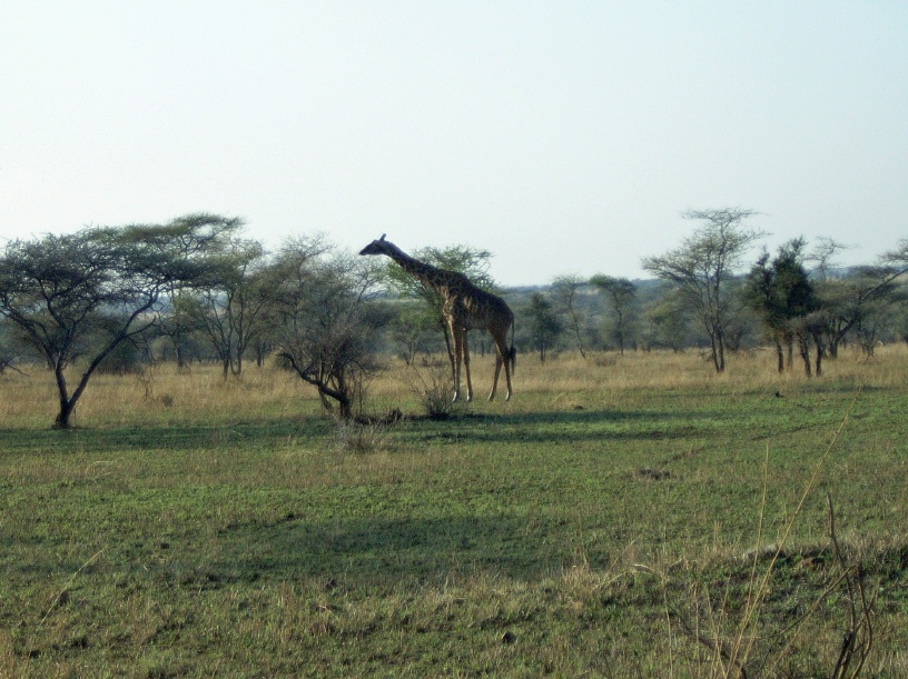 RIMG4108 copy
