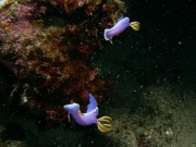 RIMG2422