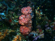 RIMG2453