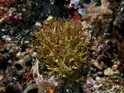RIMG2461