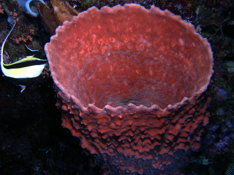 RIMG2644