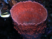 RIMG2644