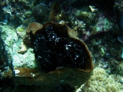 RIMG2748