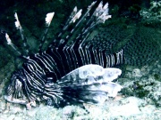 RIMG0088