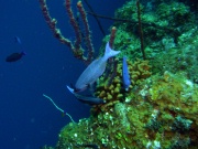 RIMG5750