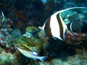RIMG4575