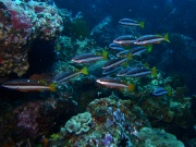 RIMG4577