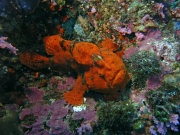 RIMG4675