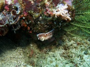 RIMG4726