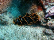 RIMG4729