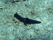 RIMG4771