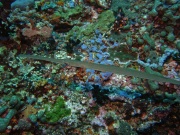 RIMG4902