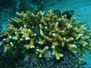 RIMG5136
