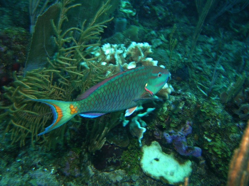 RIMG3441