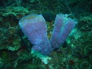 RIMG3393