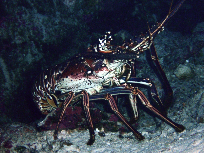 RIMG1330 (crop)