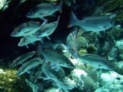 RIMG1469 (crop)