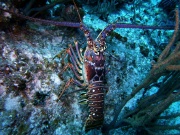 RIMG3247