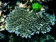 RIMG0397